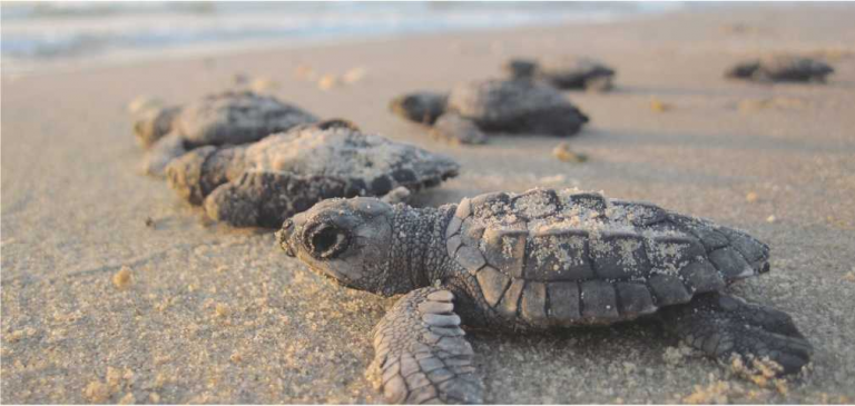 Turtle – Leatherback Sea Turtle, Green Sea Turtle, Hawksbill Sea Turtle